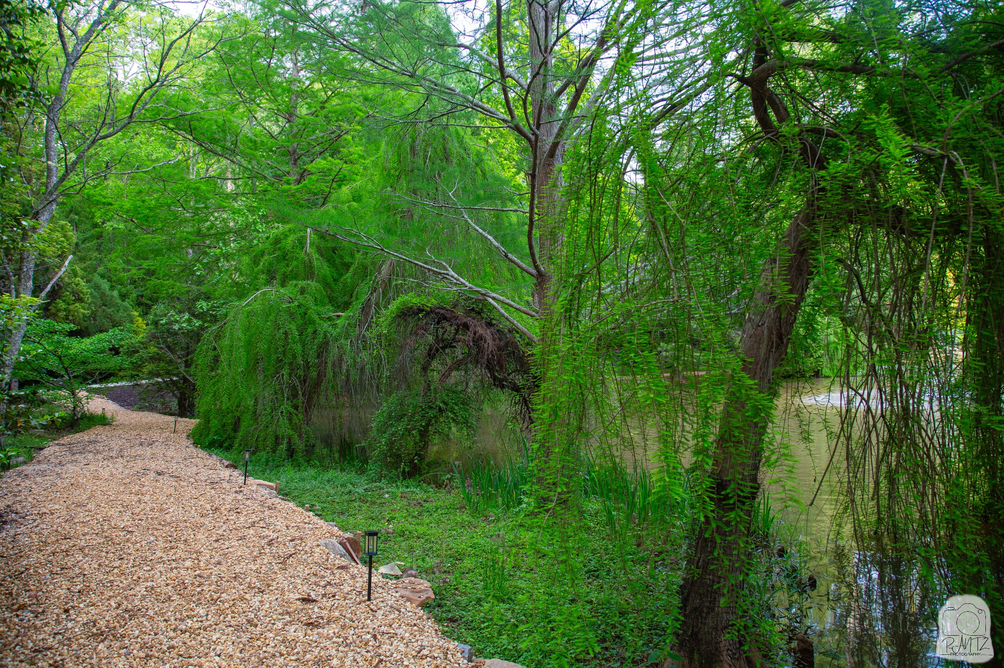 coxarboretom-153